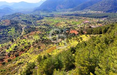 Datça Yaka Sındı’da Zeytincik Manzaralı , Yatırımlık Tarla | Palamutbükü’ne Yakın