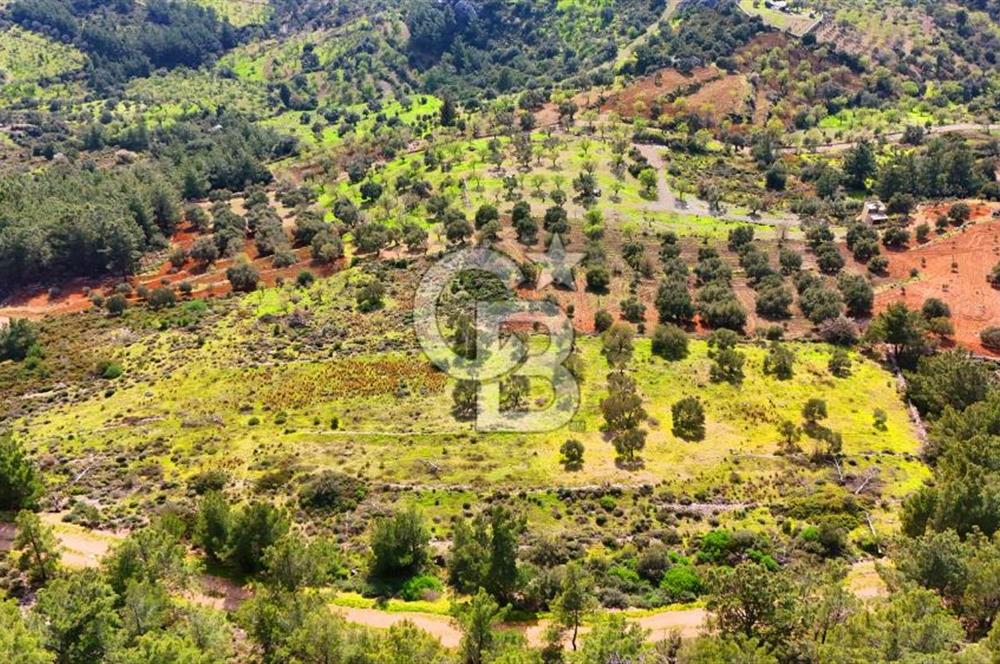 Datça Yaka Sındı’da Zeytincik Manzaralı , Yatırımlık Tarla | Palamutbükü’ne Yakın