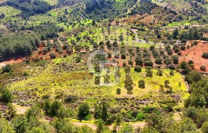 Datça Yaka Sındı’da Zeytincik Manzaralı , Yatırımlık Tarla | Palamutbükü’ne Yakın