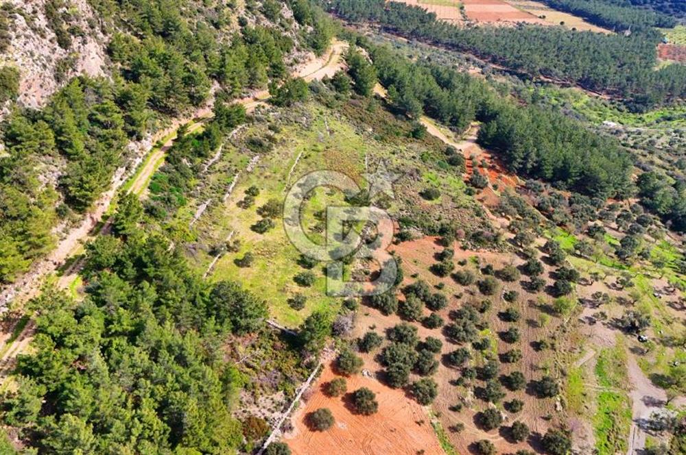 Datça Yaka Sındı’da Zeytincik Manzaralı , Yatırımlık Tarla | Palamutbükü’ne Yakın