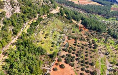 Datça Yaka Sındı’da Zeytincik Manzaralı , Yatırımlık Tarla | Palamutbükü’ne Yakın
