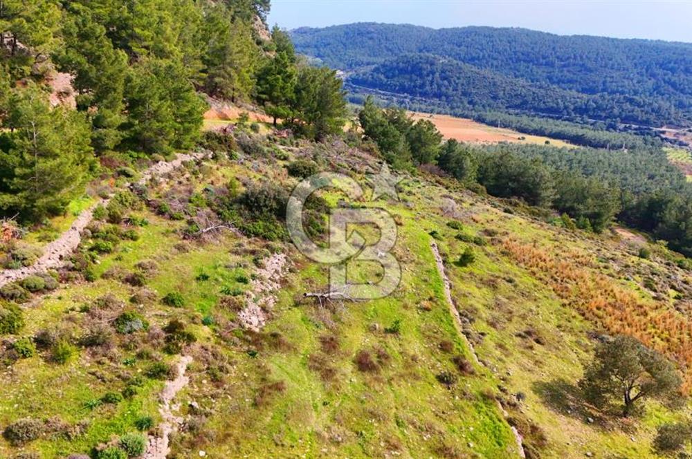 Datça Yaka Sındı’da Zeytincik Manzaralı , Yatırımlık Tarla | Palamutbükü’ne Yakın