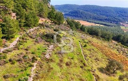 Datça Yaka Sındı’da Zeytincik Manzaralı , Yatırımlık Tarla | Palamutbükü’ne Yakın