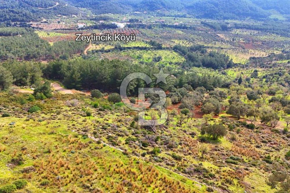 Datça Yaka Sındı’da Zeytincik Manzaralı , Yatırımlık Tarla | Palamutbükü’ne Yakın