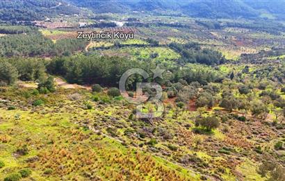 Datça Yaka Sındı’da Zeytincik Manzaralı , Yatırımlık Tarla | Palamutbükü’ne Yakın