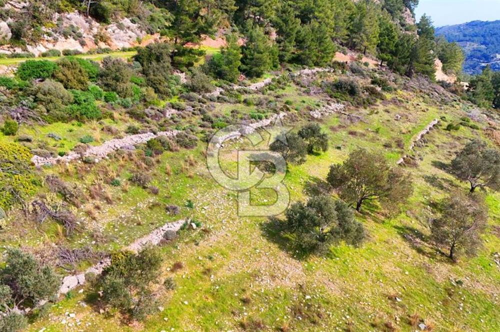 Datça Yaka Sındı’da Zeytincik Manzaralı , Yatırımlık Tarla | Palamutbükü’ne Yakın