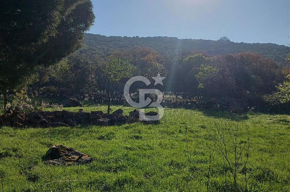 COLDWELL BANKER POYRAZ'DAN ACİL SATILIK 42 DÖNÜM ZEYTİNLİK.