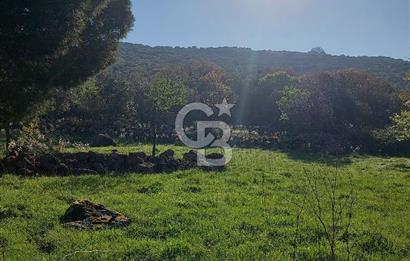 COLDWELL BANKER POYRAZ'DAN ACİL SATILIK 42 DÖNÜM ZEYTİNLİK.