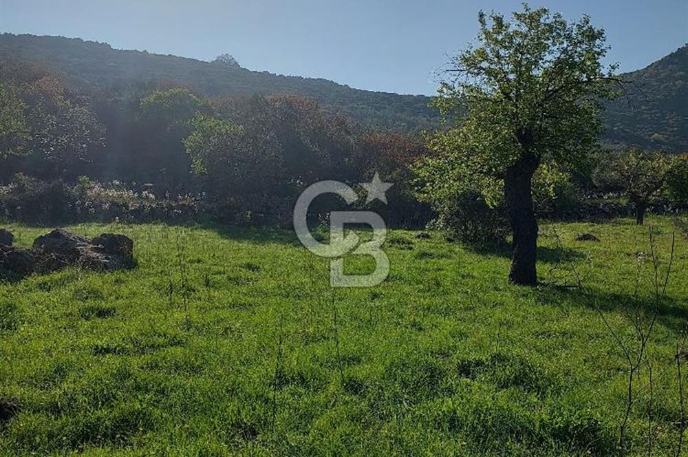 COLDWELL BANKER POYRAZ'DAN ACİL SATILIK 42 DÖNÜM ZEYTİNLİK.