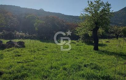 COLDWELL BANKER POYRAZ'DAN ACİL SATILIK 42 DÖNÜM ZEYTİNLİK.