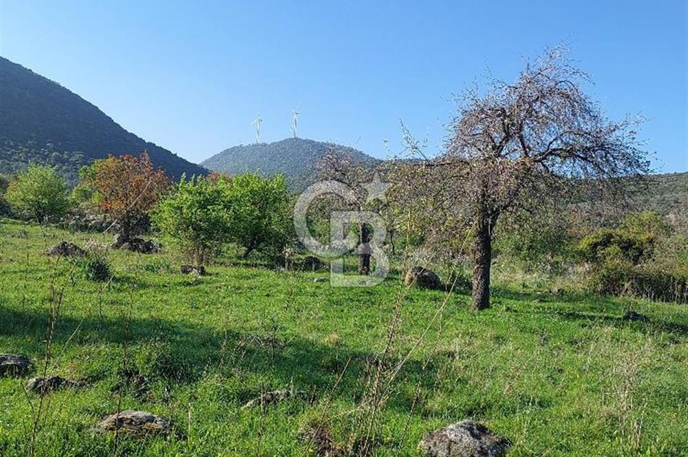 COLDWELL BANKER POYRAZ'DAN ACİL SATILIK 42 DÖNÜM ZEYTİNLİK.