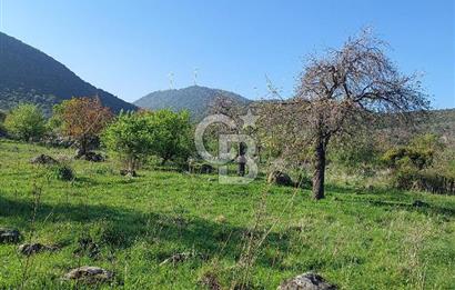 COLDWELL BANKER POYRAZ'DAN ACİL SATILIK 42 DÖNÜM ZEYTİNLİK.