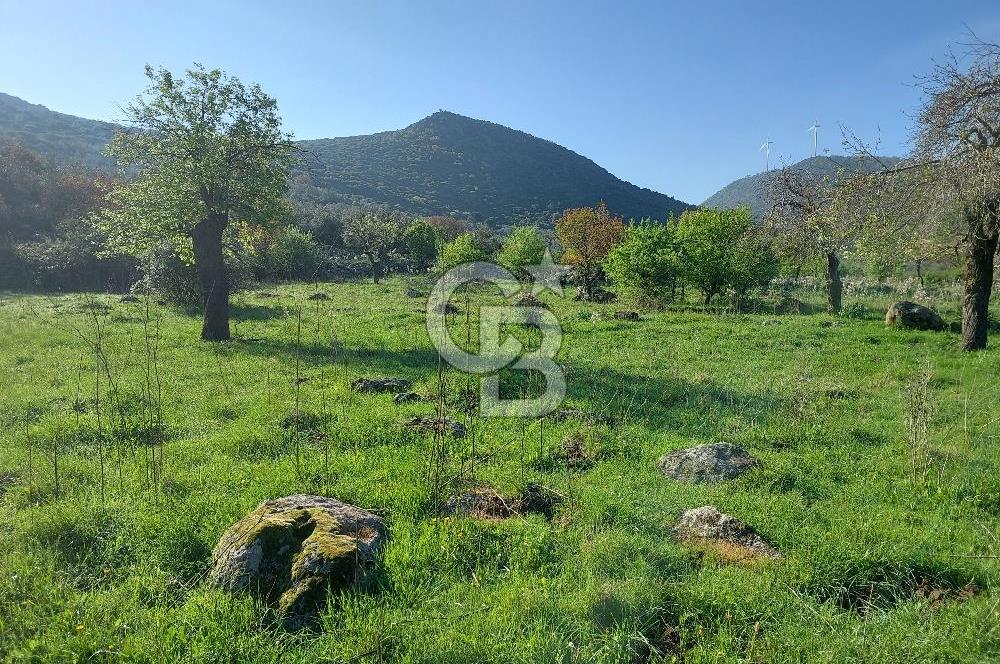 COLDWELL BANKER POYRAZ'DAN ACİL SATILIK 42 DÖNÜM ZEYTİNLİK.