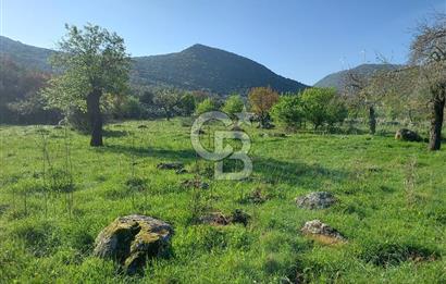 COLDWELL BANKER POYRAZ'DAN ACİL SATILIK 42 DÖNÜM ZEYTİNLİK.