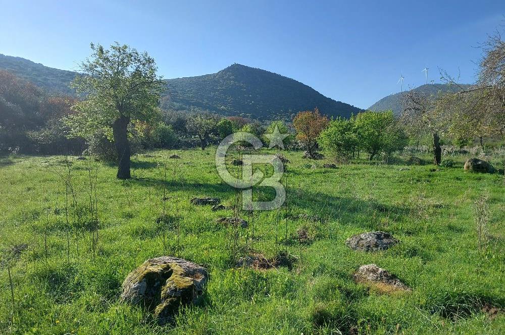 COLDWELL BANKER POYRAZ'DAN ACİL SATILIK 42 DÖNÜM ZEYTİNLİK.