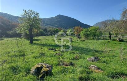 COLDWELL BANKER POYRAZ'DAN ACİL SATILIK 42 DÖNÜM ZEYTİNLİK.