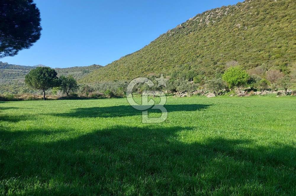 COLDWELL BANKER POYRAZ'DAN ACİL SATILIK 42 DÖNÜM ZEYTİNLİK.