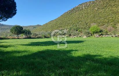 COLDWELL BANKER POYRAZ'DAN ACİL SATILIK 42 DÖNÜM ZEYTİNLİK.