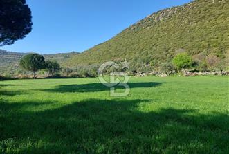 COLDWELL BANKER POYRAZ'DAN ACİL SATILIK 42 DÖNÜM ZEYTİNLİK. - 4 - 340785