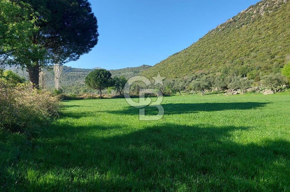 COLDWELL BANKER POYRAZ'DAN ACİL SATILIK 42 DÖNÜM ZEYTİNLİK.