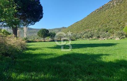 COLDWELL BANKER POYRAZ'DAN ACİL SATILIK 42 DÖNÜM ZEYTİNLİK.