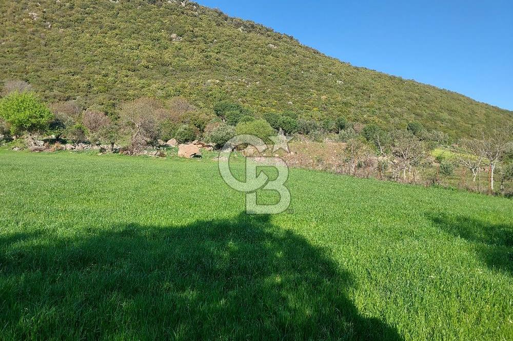 COLDWELL BANKER POYRAZ'DAN ACİL SATILIK 42 DÖNÜM ZEYTİNLİK.