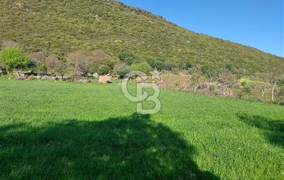 COLDWELL BANKER POYRAZ'DAN ACİL SATILIK 42 DÖNÜM ZEYTİNLİK.