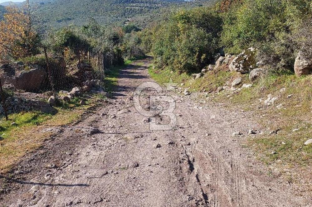 COLDWELL BANKER POYRAZ'DAN ACİL SATILIK 42 DÖNÜM ZEYTİNLİK.