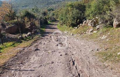 COLDWELL BANKER POYRAZ'DAN ACİL SATILIK 42 DÖNÜM ZEYTİNLİK.