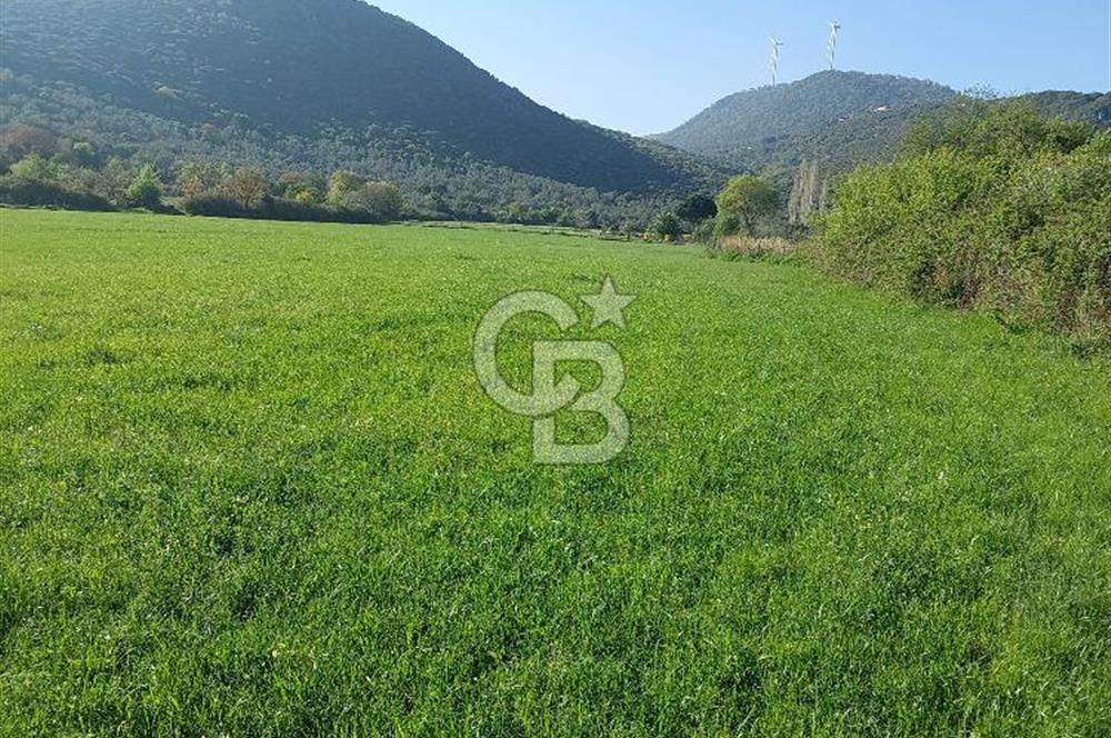 COLDWELL BANKER POYRAZ'DAN ACİL SATILIK 42 DÖNÜM ZEYTİNLİK.