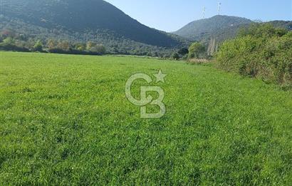 COLDWELL BANKER POYRAZ'DAN ACİL SATILIK 42 DÖNÜM ZEYTİNLİK.