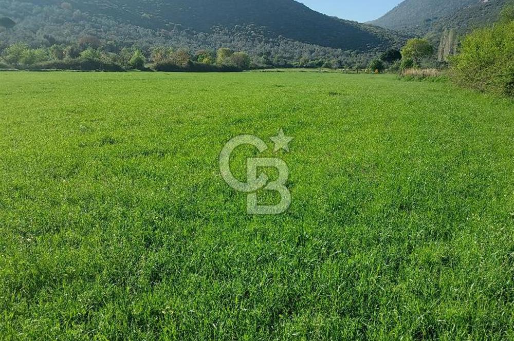 COLDWELL BANKER POYRAZ'DAN ACİL SATILIK 42 DÖNÜM ZEYTİNLİK.