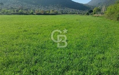 COLDWELL BANKER POYRAZ'DAN ACİL SATILIK 42 DÖNÜM ZEYTİNLİK.