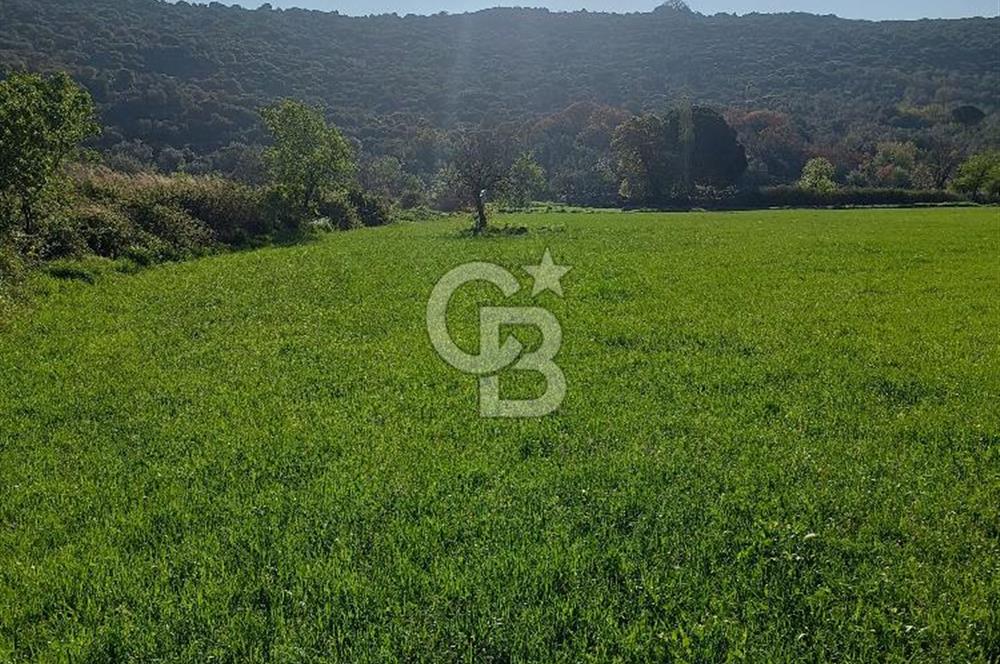 COLDWELL BANKER POYRAZ'DAN ACİL SATILIK 42 DÖNÜM ZEYTİNLİK.