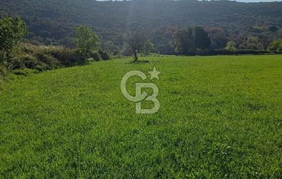 COLDWELL BANKER POYRAZ'DAN ACİL SATILIK 42 DÖNÜM ZEYTİNLİK.