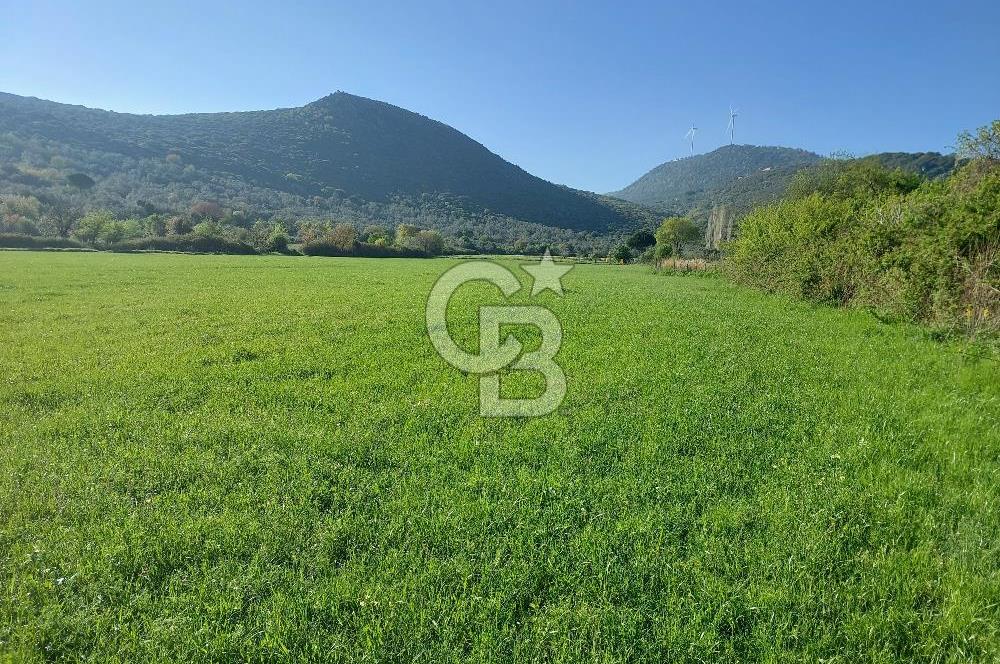 COLDWELL BANKER POYRAZ'DAN ACİL SATILIK 42 DÖNÜM ZEYTİNLİK.