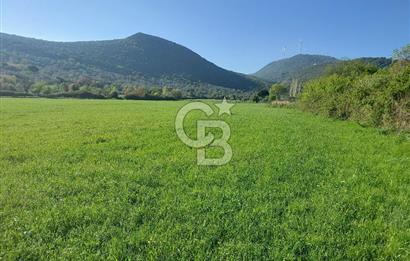 COLDWELL BANKER POYRAZ'DAN ACİL SATILIK 42 DÖNÜM ZEYTİNLİK.