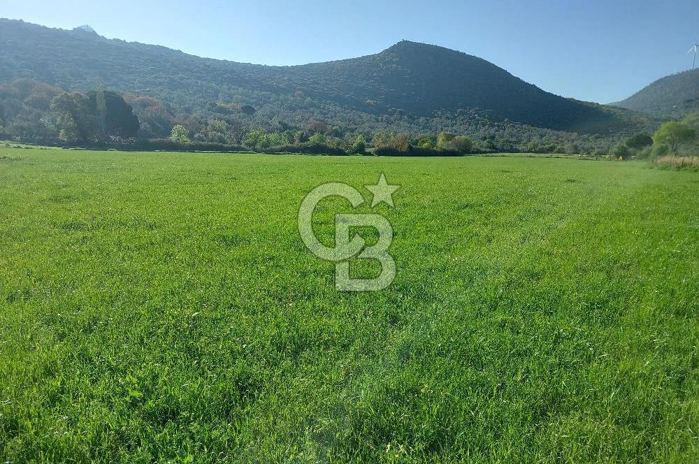 COLDWELL BANKER POYRAZ'DAN ACİL SATILIK 42 DÖNÜM ZEYTİNLİK.