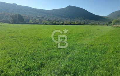 COLDWELL BANKER POYRAZ'DAN ACİL SATILIK 42 DÖNÜM ZEYTİNLİK.