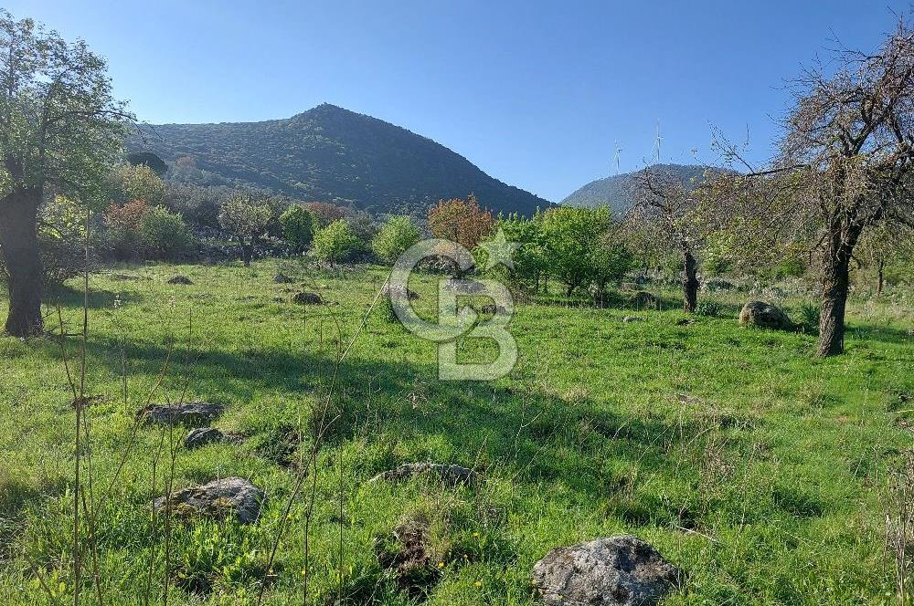 COLDWELL BANKER POYRAZ'DAN ACİL SATILIK 42 DÖNÜM ZEYTİNLİK.