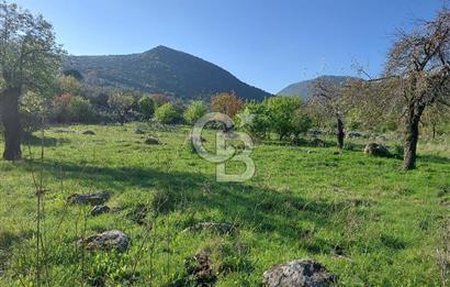 COLDWELL BANKER POYRAZ'DAN ACİL SATILIK 42 DÖNÜM ZEYTİNLİK.