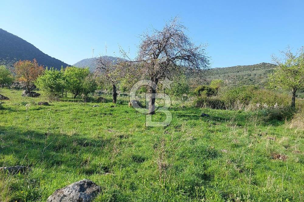 COLDWELL BANKER POYRAZ'DAN ACİL SATILIK 42 DÖNÜM ZEYTİNLİK.