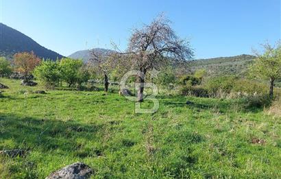 COLDWELL BANKER POYRAZ'DAN ACİL SATILIK 42 DÖNÜM ZEYTİNLİK.