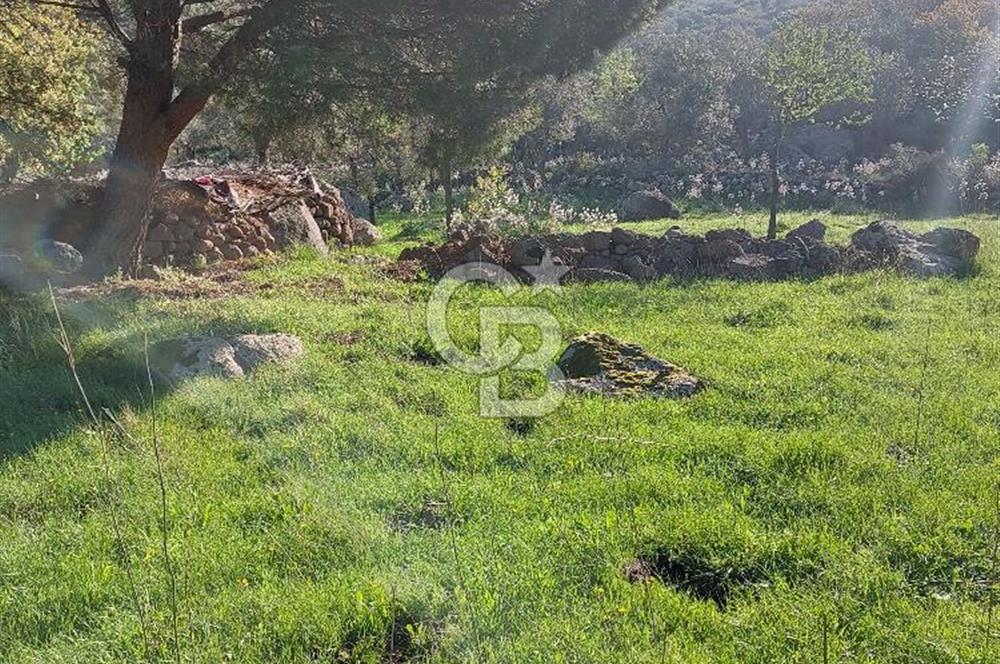 COLDWELL BANKER POYRAZ'DAN ACİL SATILIK 42 DÖNÜM ZEYTİNLİK.