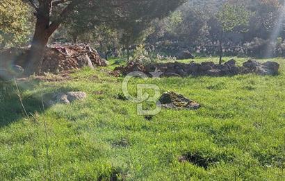 COLDWELL BANKER POYRAZ'DAN ACİL SATILIK 42 DÖNÜM ZEYTİNLİK.