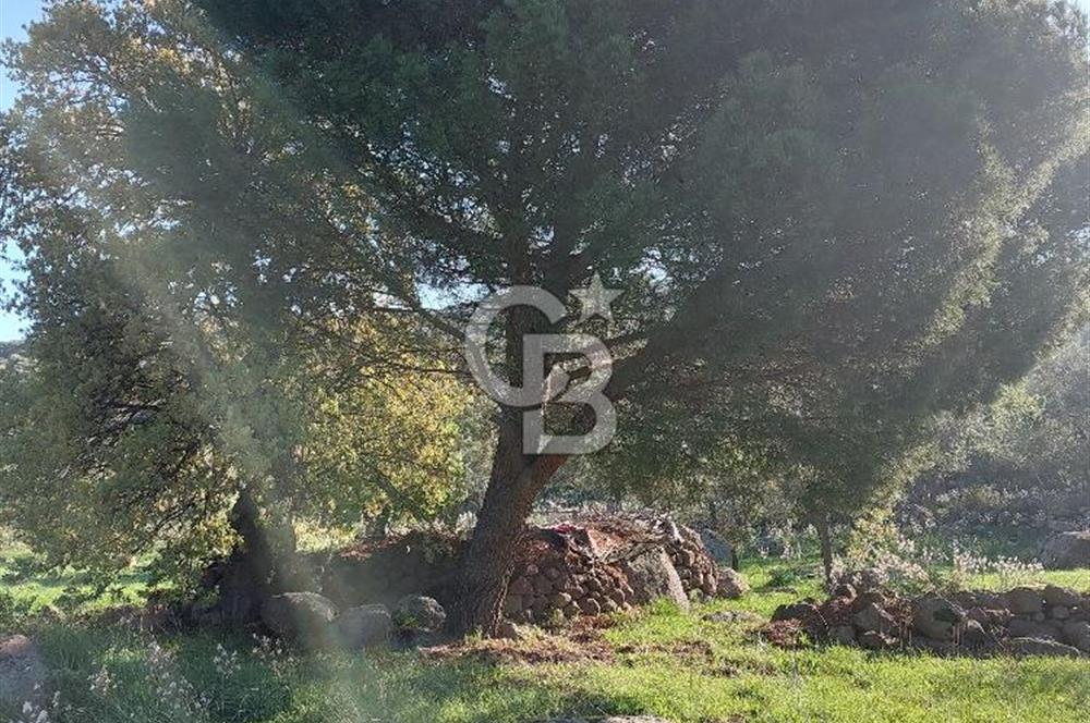 COLDWELL BANKER POYRAZ'DAN ACİL SATILIK 42 DÖNÜM ZEYTİNLİK.