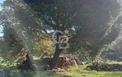 COLDWELL BANKER POYRAZ'DAN ACİL SATILIK 42 DÖNÜM ZEYTİNLİK.