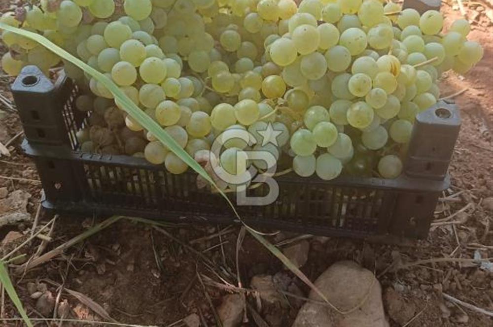 COLDWELL BANKER'DEN BAHÇELİ MAH.DE SATILIK TARLA