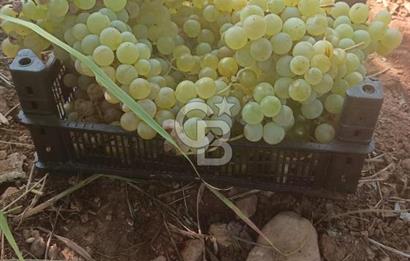 COLDWELL BANKER'DEN BAHÇELİ MAH.DE SATILIK TARLA