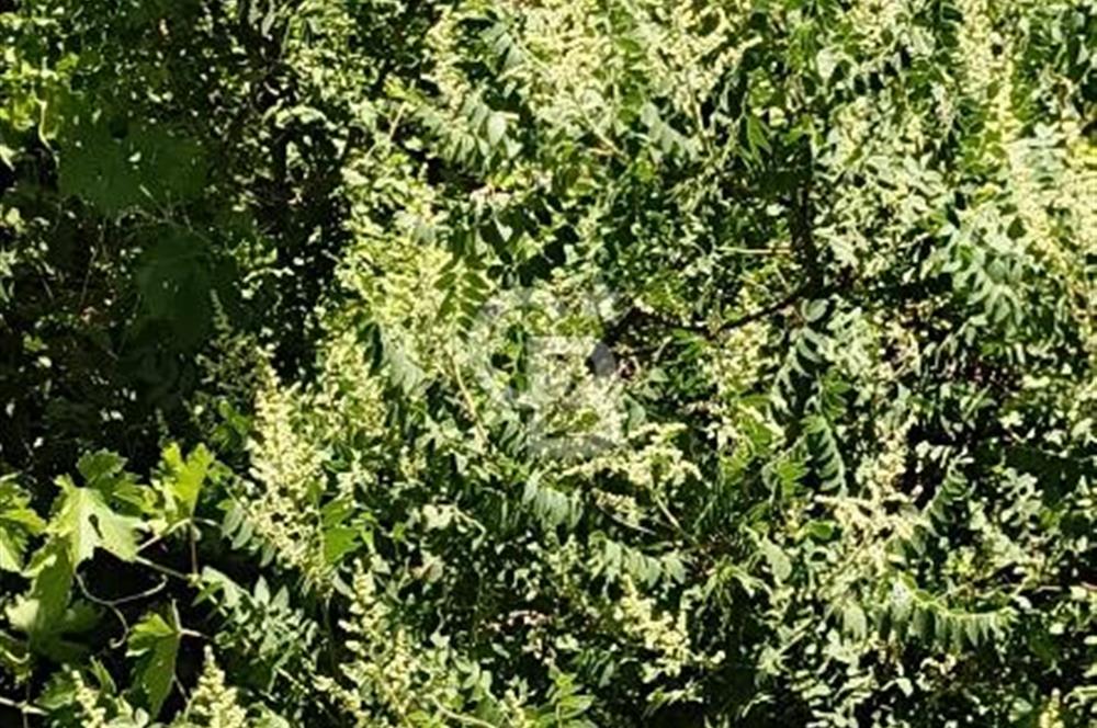 COLDWELL BANKER'DEN BAHÇELİ MAH.DE SATILIK TARLA